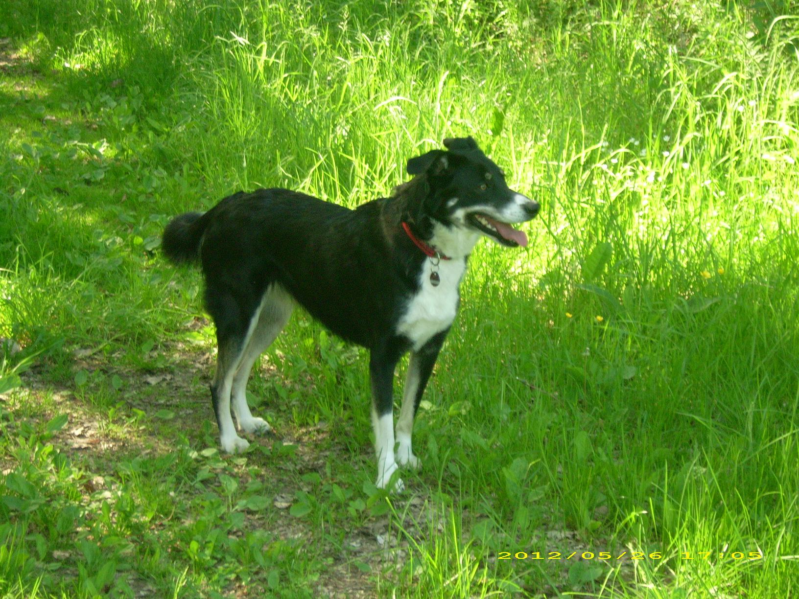 Kira (Border Collie, Deutscher Schäferhund, Siberian Husky) Border Collie Deutscher Schäferhund Siberian Husky 